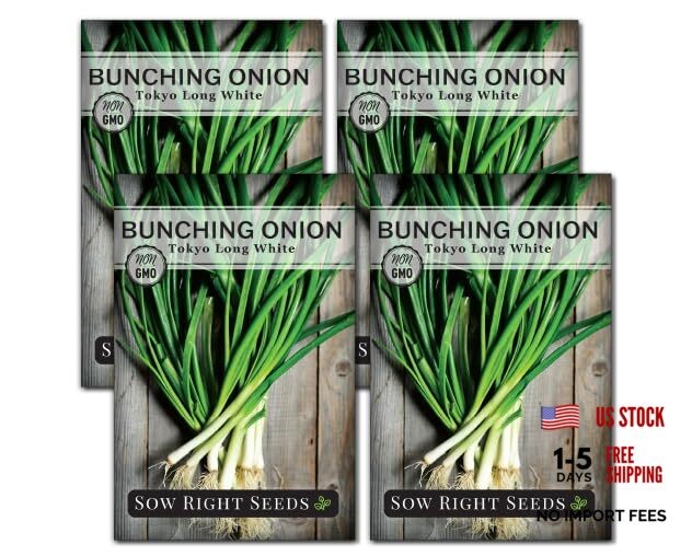 – Tokyo Long White Bunching Onion Seeds for Planting – Perfect for Planting 4