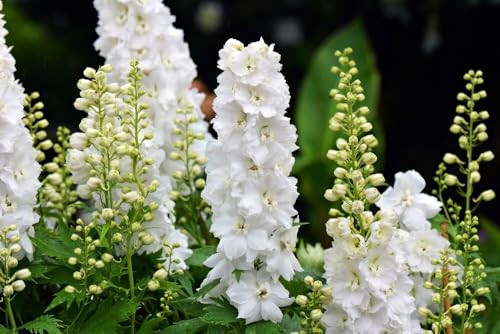 White Larkspur Rocket Flower Seeds for Planting, 250+ Seeds Per Packet, (),