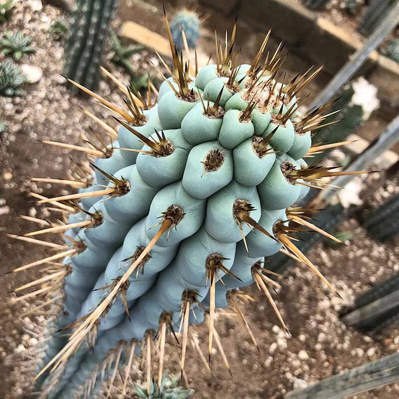 10 “BLUE CEREUS” CACTUS SEEDS (Browningia hertlingiana) RARE Tree Like Cacti