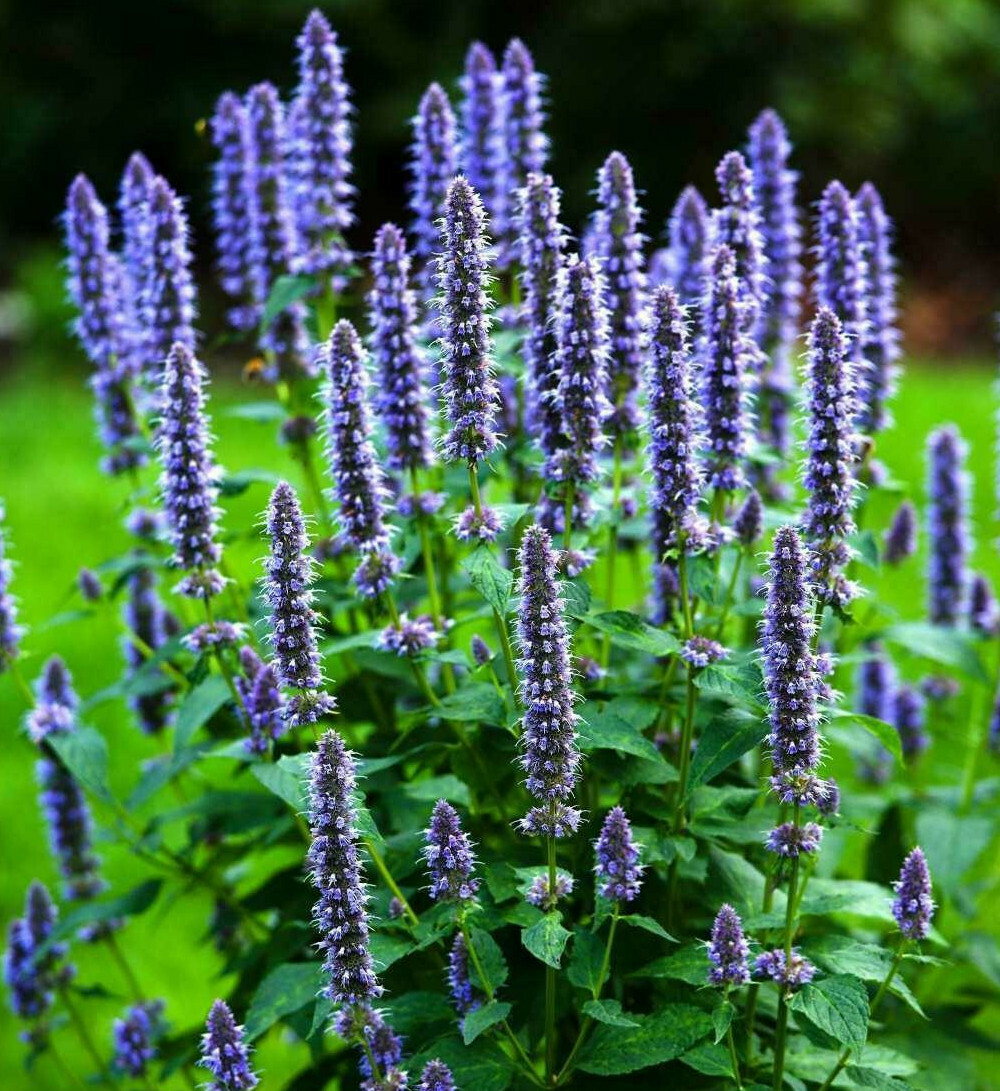 Korean Mint Seeds | Banga Agastache Rugosa Purple Hyssop Licorice Huo Xiang 2024