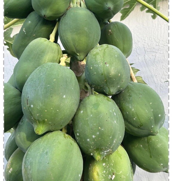 25+ Dwarf Hawaiian Solo Sunrise Strawberry Papaya Tree Seeds Carica Du Du Mo Vit