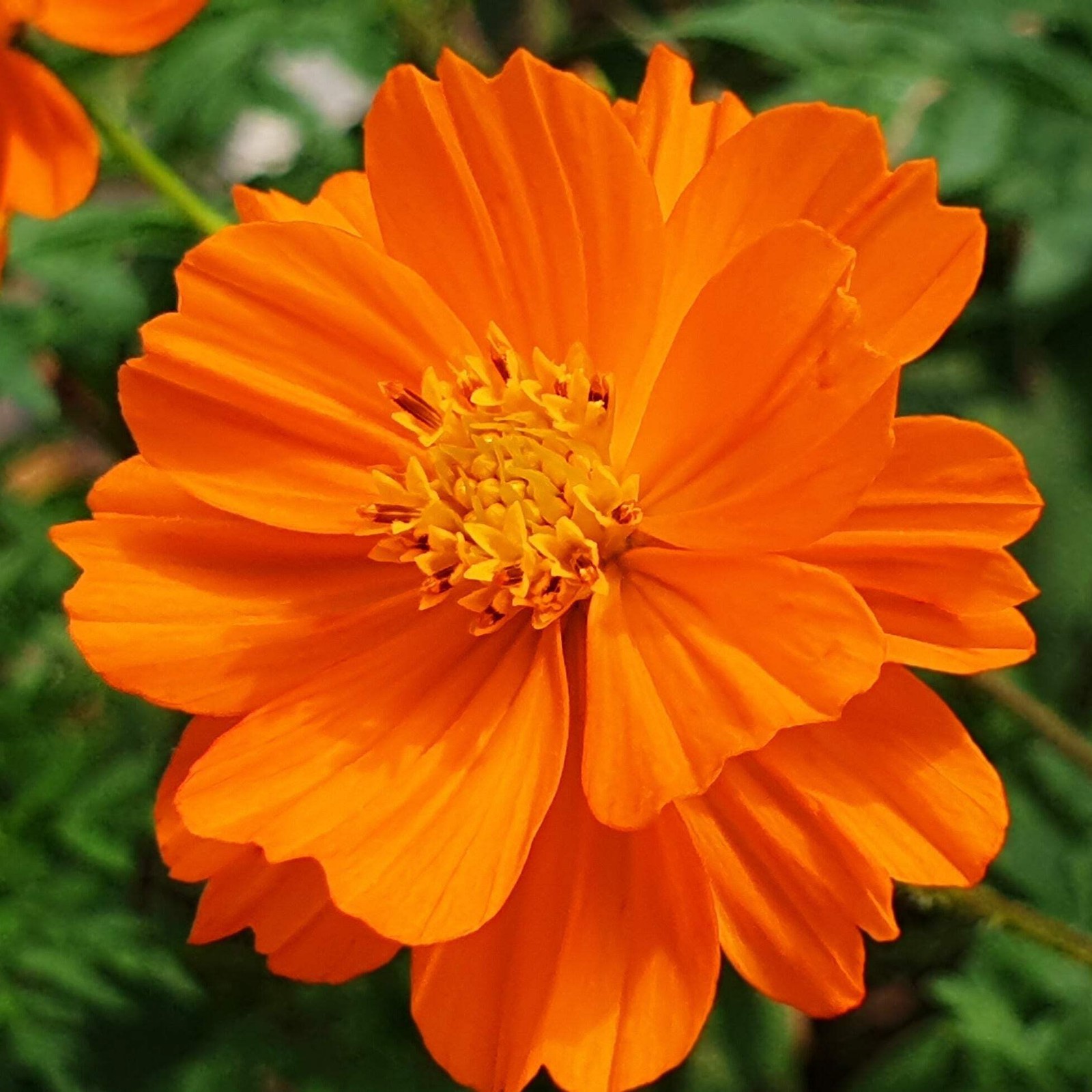Orange Cosmos Seeds (Cosmos sulphureus) ~Dye Plant Wildflower Pollinator Garden