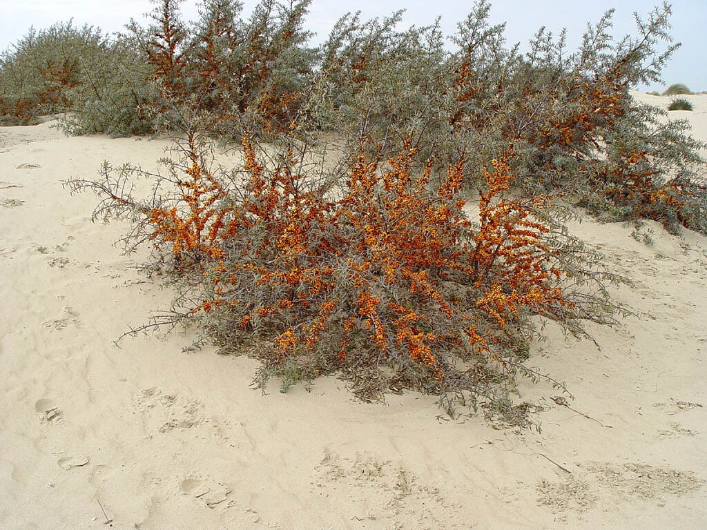 Sea Buckthorn, Hippophae Rhamnoides, Shrub Seeds (Edible, Hardy, Easy)
