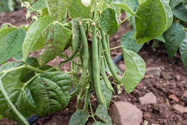 Harvester Bush Bean, 50+ Vegetable Heirloom Garden Seeds, Non-GMO. FREE SHIPPING