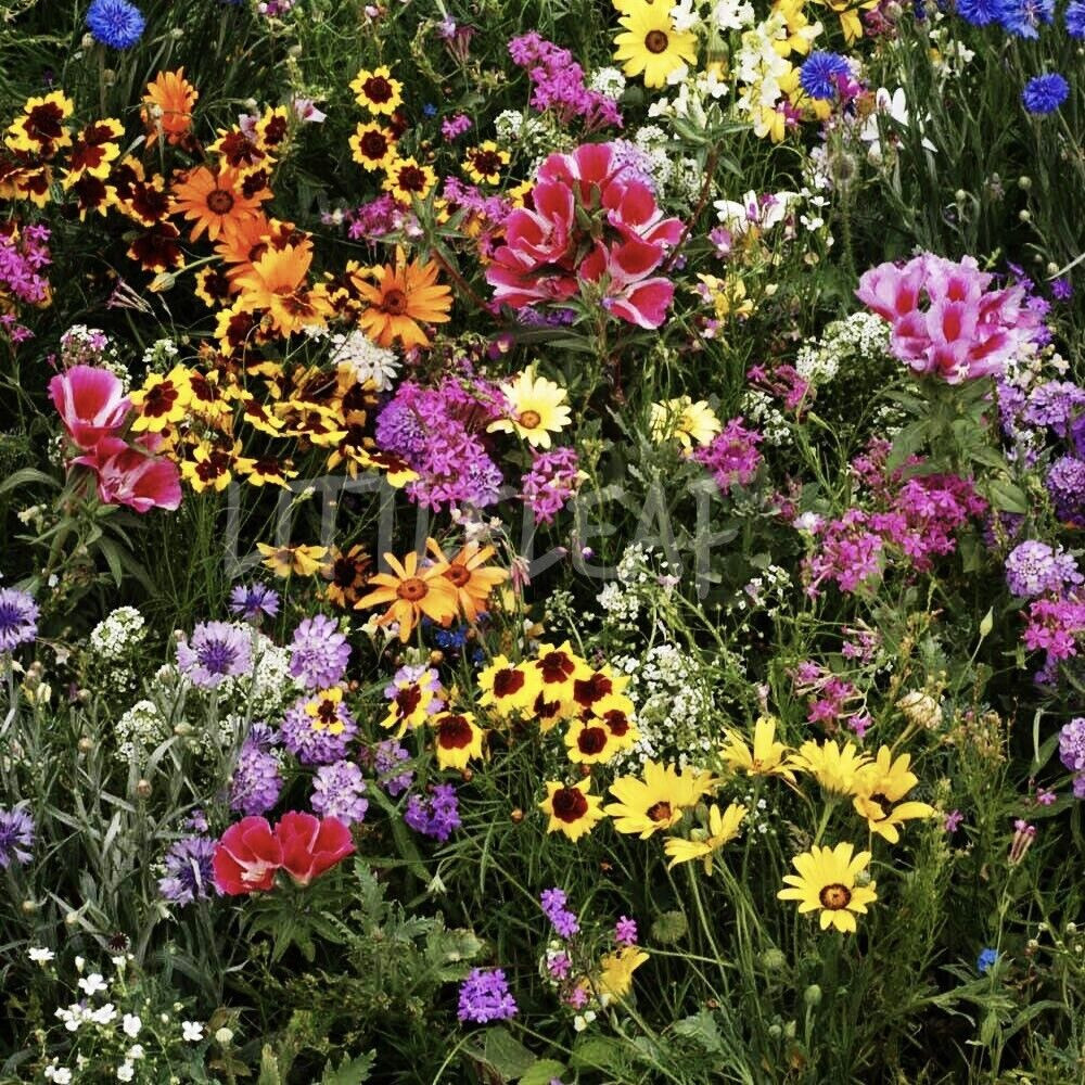 1000+ Annuals & Perennials WildFlower Mix Heirloom Pollinator Non-GMO Fresh Seed