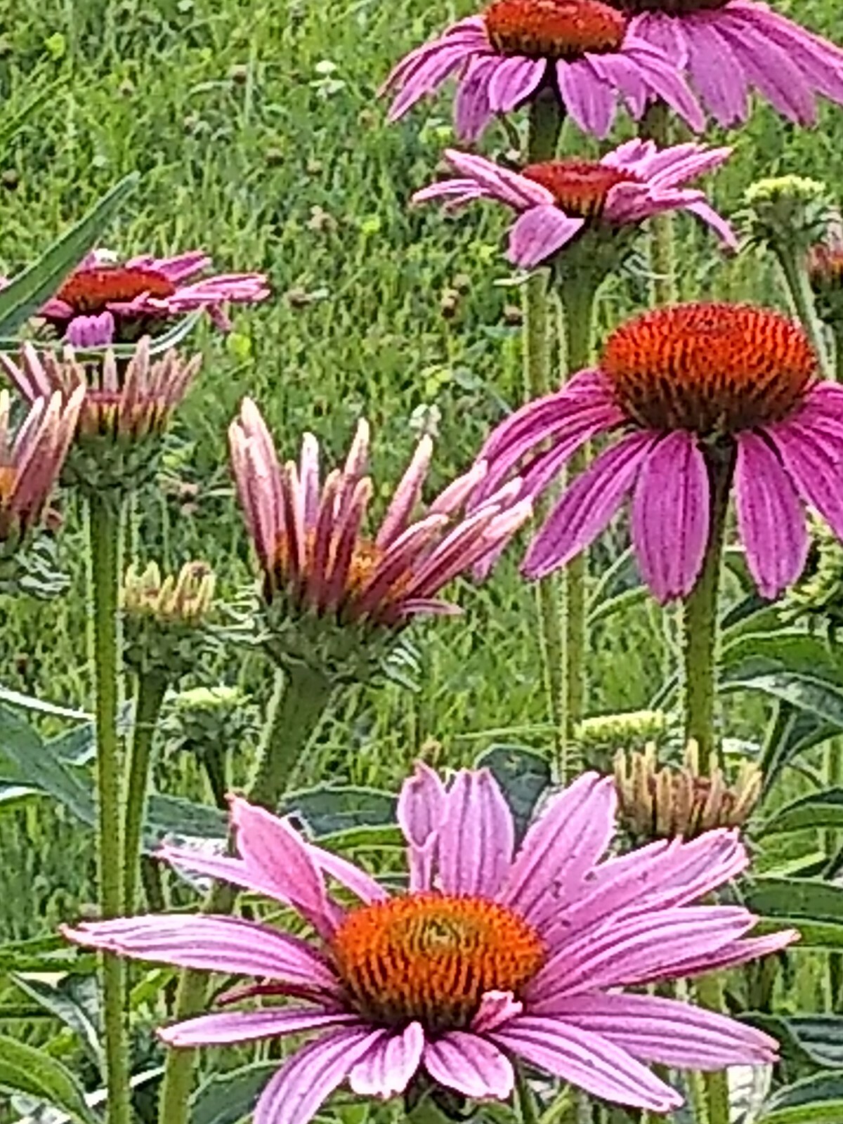 75+ Echinacea Purple Coneflower Seeds Medicinal Herbal Seeds Wildflower 2021 E1