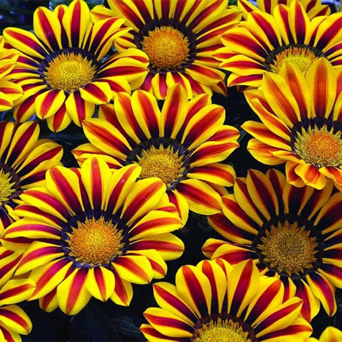 Red and Yellow Gazania Flower Seeds to Grow – Made in USA, Ships from Iowa – Gre