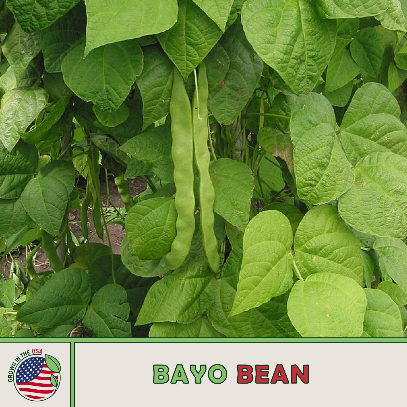 25 Bayo Bean Seeds, Rare Mexican Creamy Frijol, Heirloom, Non-GMO, Genuine USA