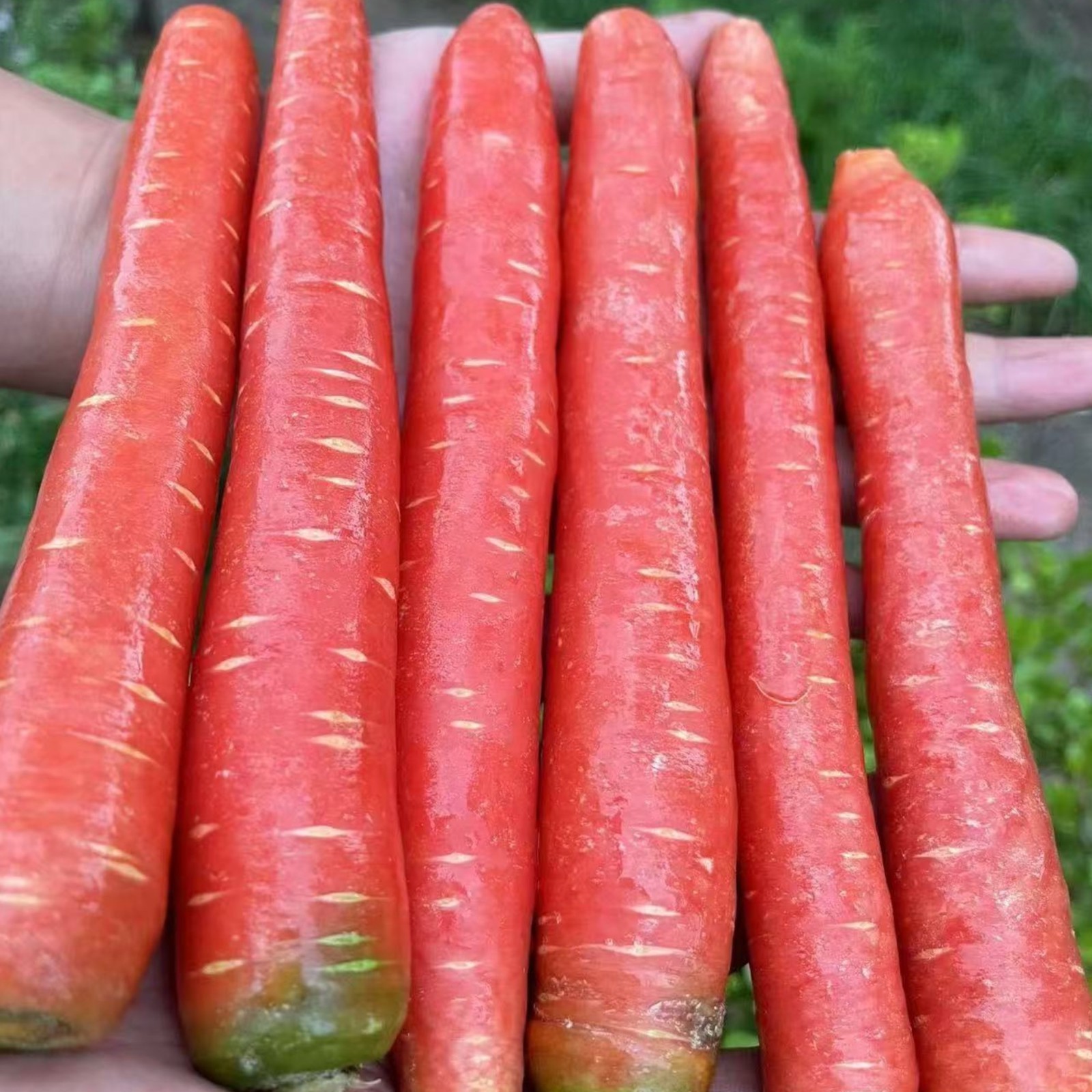 1000 Red Carrot Seeds – Vibrant Root Vegetable for Healthy and Colorful Gardens