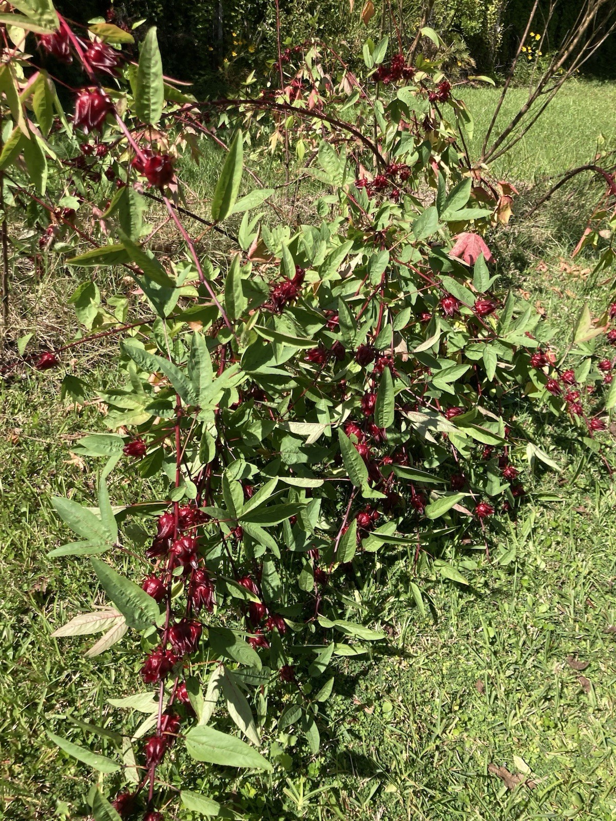 Roselle Hibiscus, Jamaican Sorrel 100 Seeds Flo. Grown Zone 9b Harvested 10/25