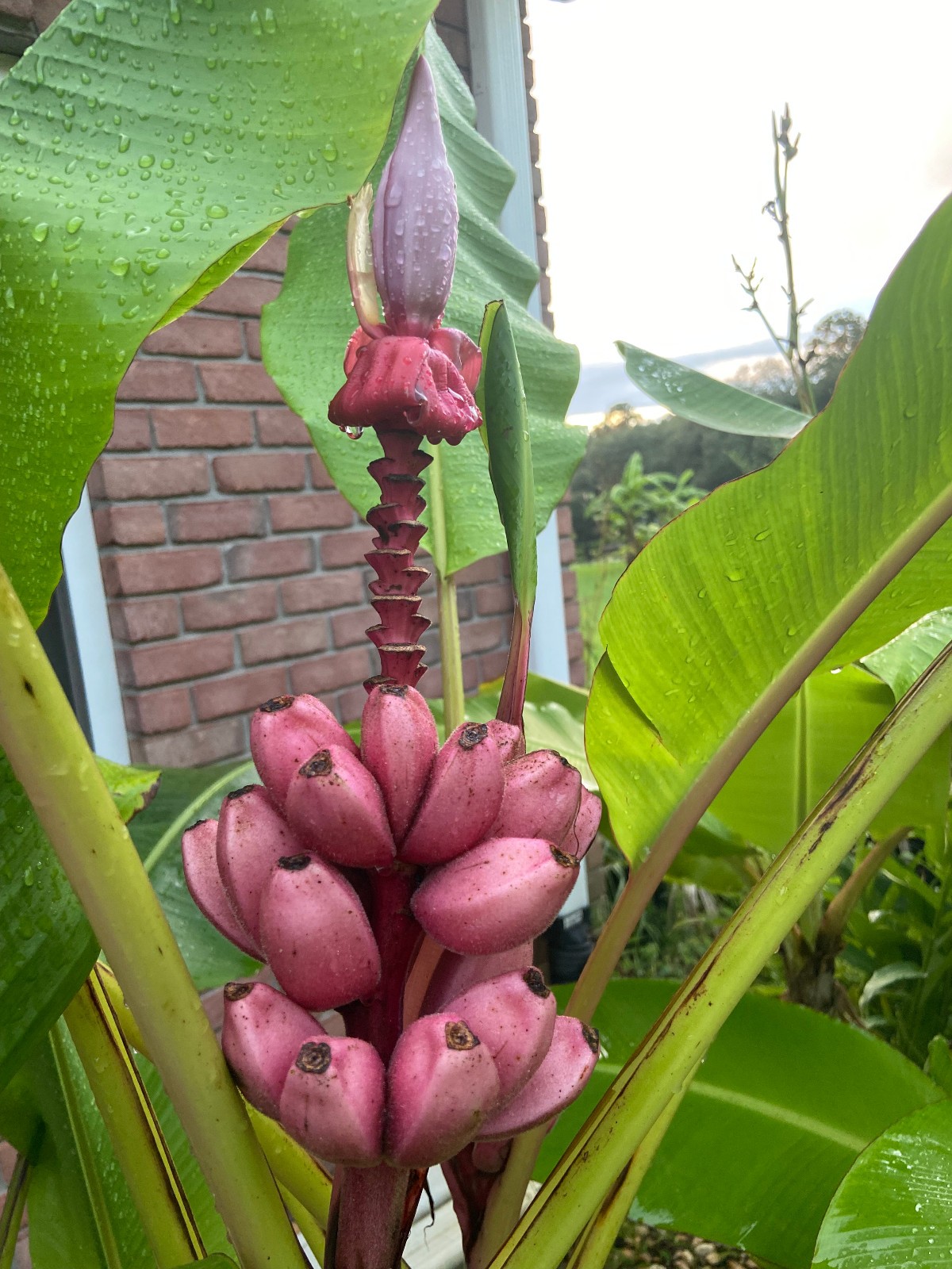 Musa velutina Seeds! Pink Dwarf Banana. Cold-Hardy, and LARGE Form!