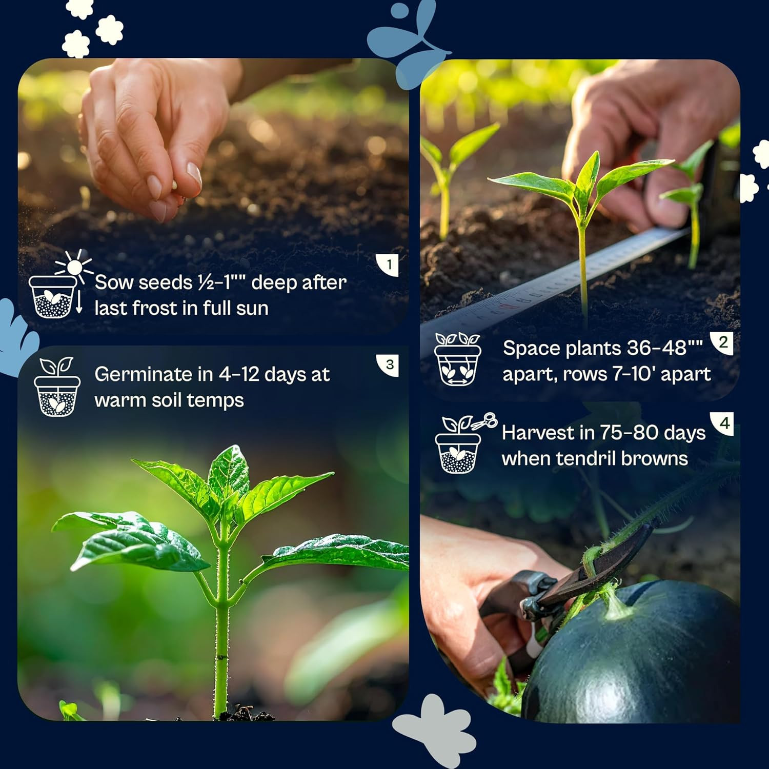 75 Sugar Baby Watermelon Seeds for Planting (Citrullus Lanatus) – Sweet Watermel