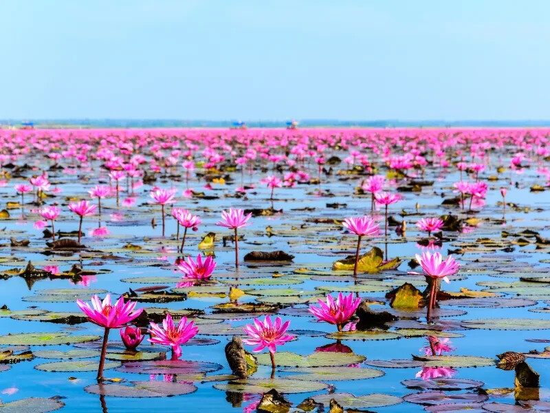 Sacred Lotus Flower Seeds (Nelumbo nucifera) Edible Aquatic Water Lily Plant