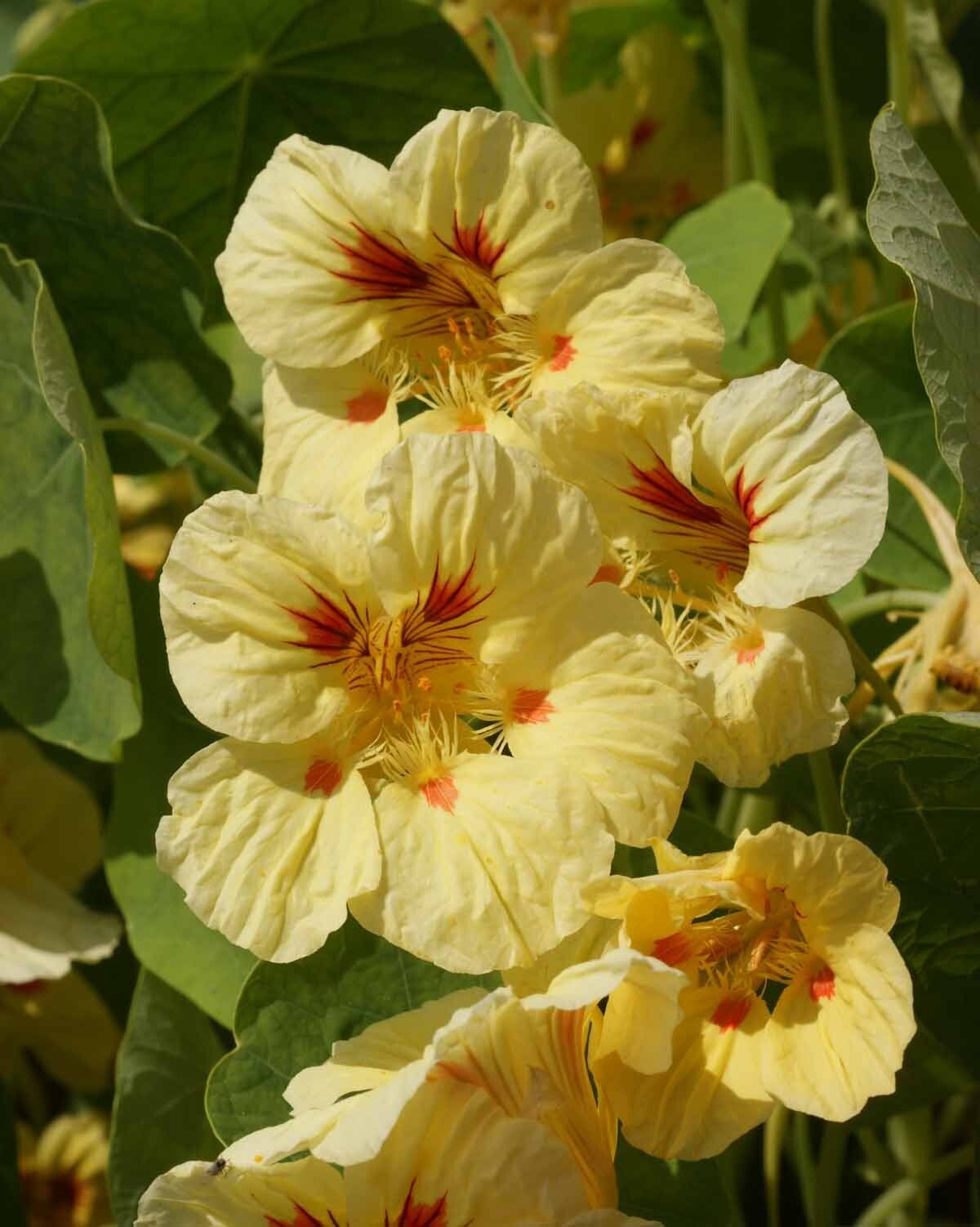 Nasturtium – Peach Melba, 50 Seeds Per Packet, Non-GMO