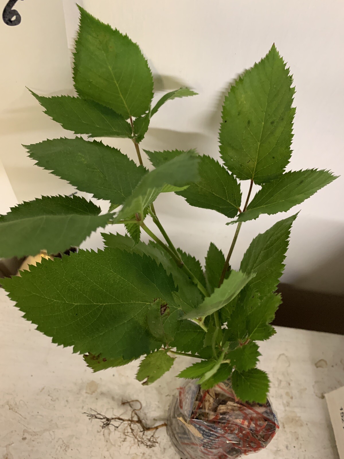 Blackberry – ‘Natchez’ thornless – Rubus fruticosa 1 year old plant