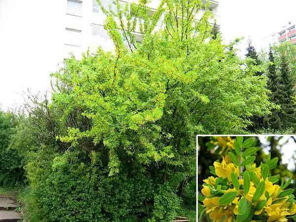 Siberian Pea Tree, Caragana arborescens, Seeds