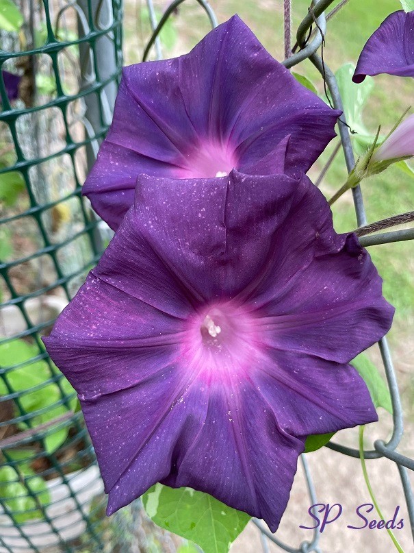 Black King – Japanese Morning Glory – ipomoea NIL – 6 seeds – Huge blooms!