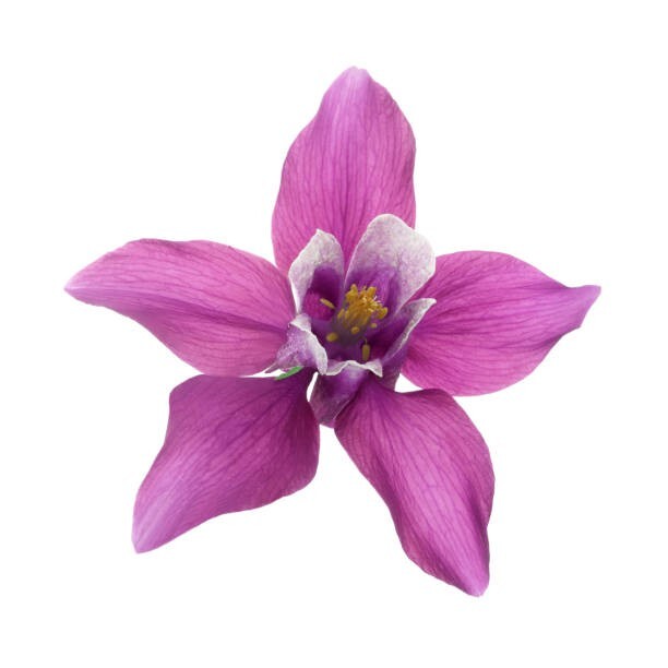 50 to 1000 Columbine Flower Seeds – Tyrian Purple Plum Color