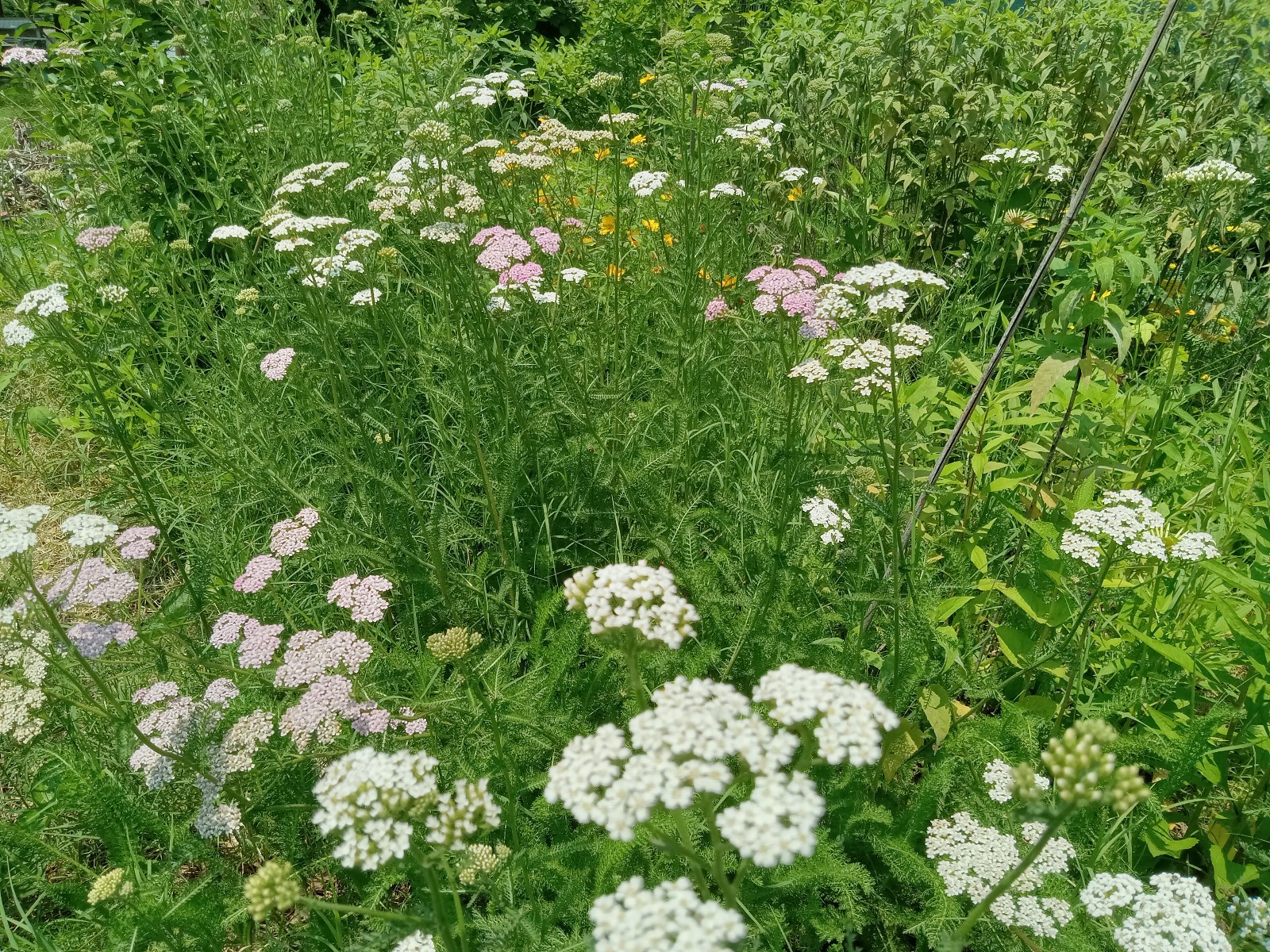 Yarrow Seeds 1000 White & Pink Achillea Millefolium Medicinal Mosquito Repellant