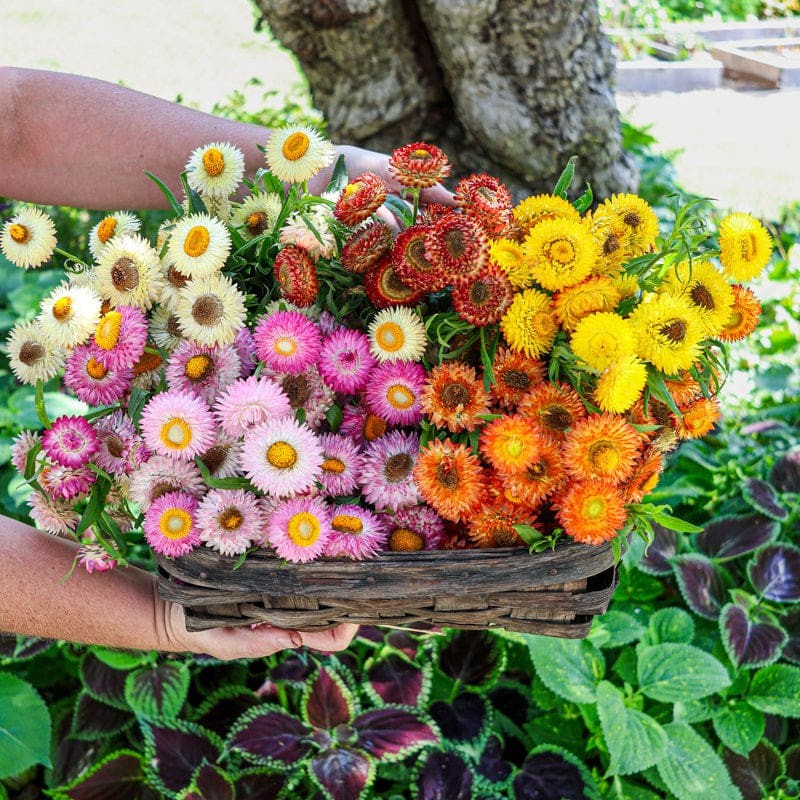 300 DWARF STRAWFLOWER FLOWER MIX SEEDS ~ heirloomseedguy ~ 2026 ~ NON-GMO