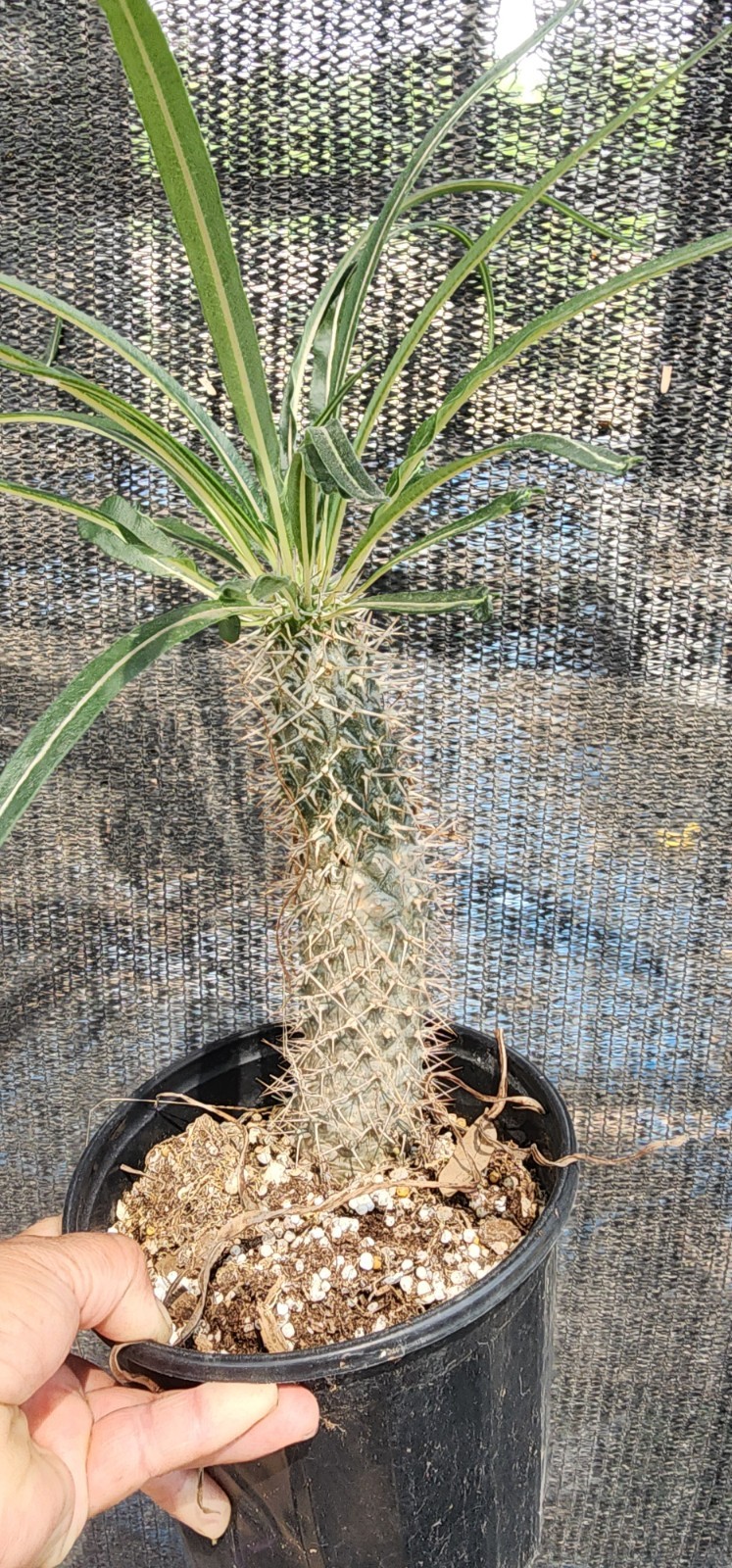 RARE (Pachypodium geayi) MADAGASCAR PALM TREE Succulent Cacti Cactus Plant 10″