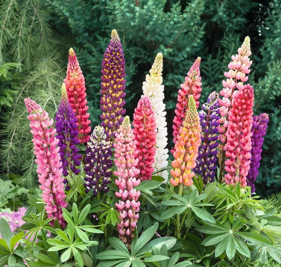 75+ Russell Lupine Mix Seeds **Fresh Seeds** ~~Free Shipping~~