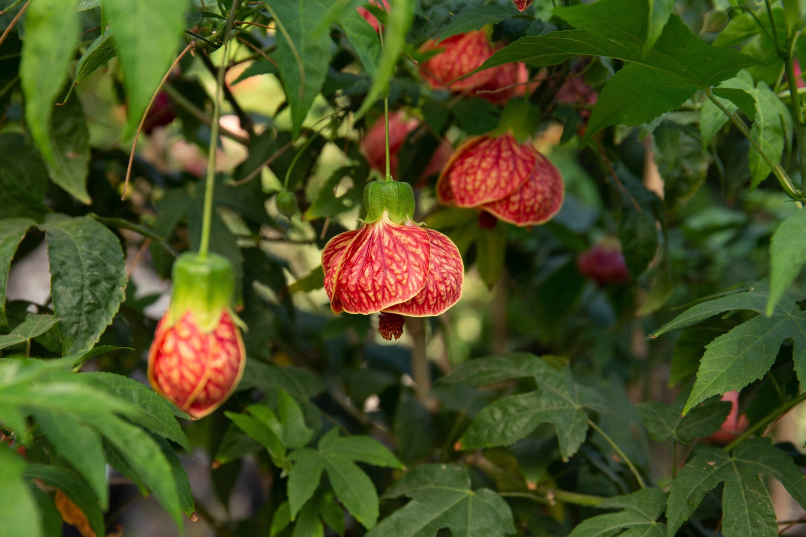 30 Mixed Colors FLOWERING MAPLE Abutilon Hybridum Chinese Bell Flower Tree Seeds