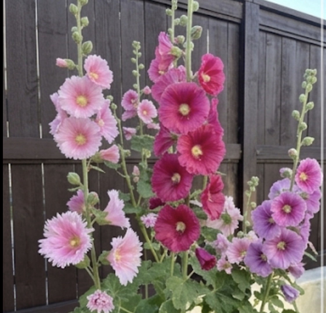 200 Hand Picked, Fresh Hollyhock Seeds. Variety Of Pink Hues