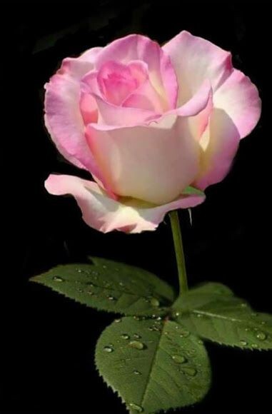 30+ Seeds|White Pink Hybrid Tea Flower Perennial Rose Seeds #1051