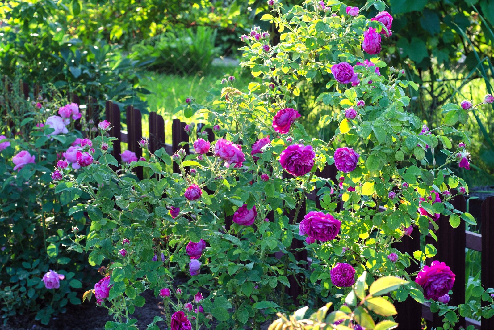 5 PURPLE ROSE Rosa Floribunda Bush Shrub Perennial Flower Seeds *Flat S/H