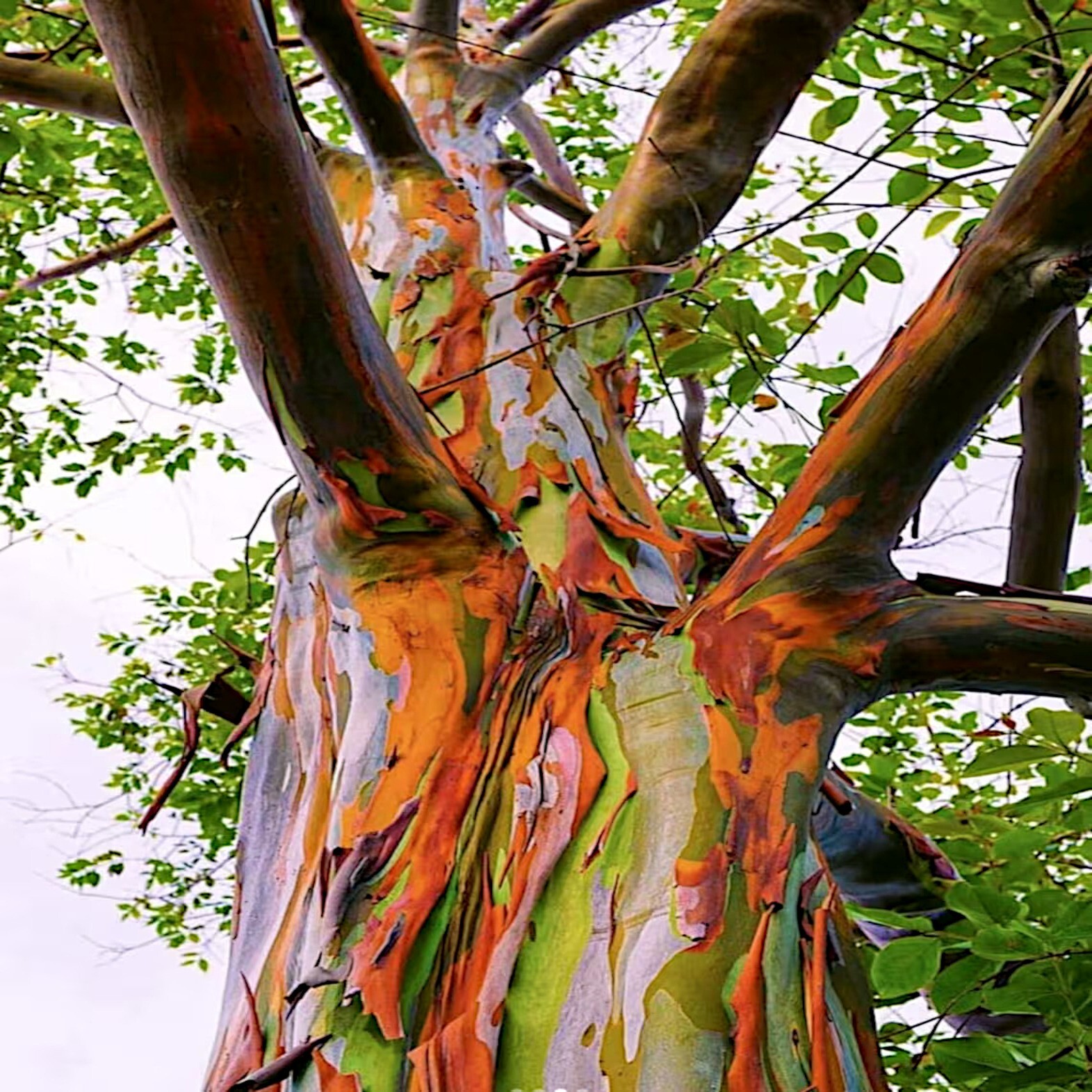 50 Rainbow Eucalyptus deglupta Tree Seeds Fast Tropical Indonesian Mindanao Gum