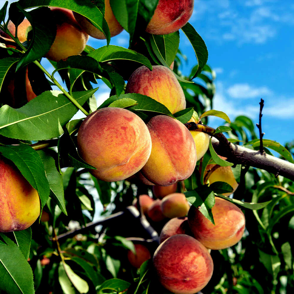 Peach Tree Seeds Dwarf Loring NEMAGUARD (Prunus persica) Fast Hardy Fruit Plant