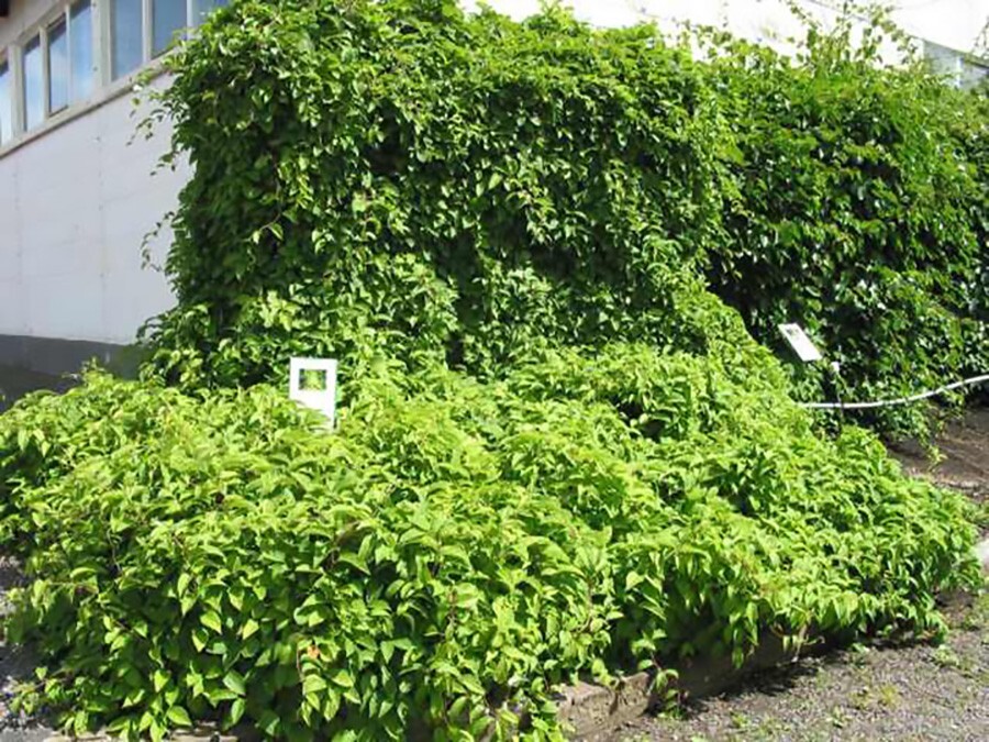 Chinese Magnolia, Schisandra chinensis, Vine Seeds