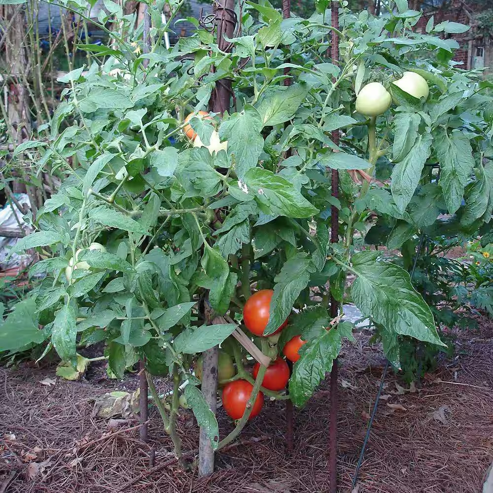 19 Oz. Goliath Tomato Bush Plant (2-Pack)