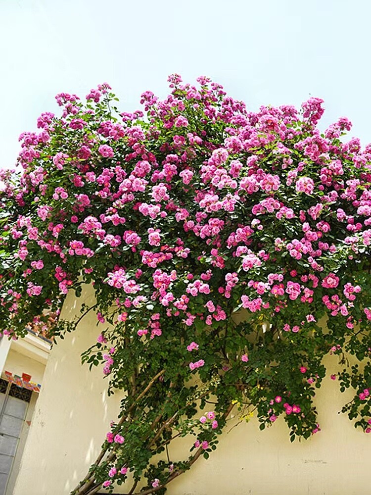 20 SEEDS for Baby Pink RARE CLIMBER climbing Rose flower exotic plant USA Seller