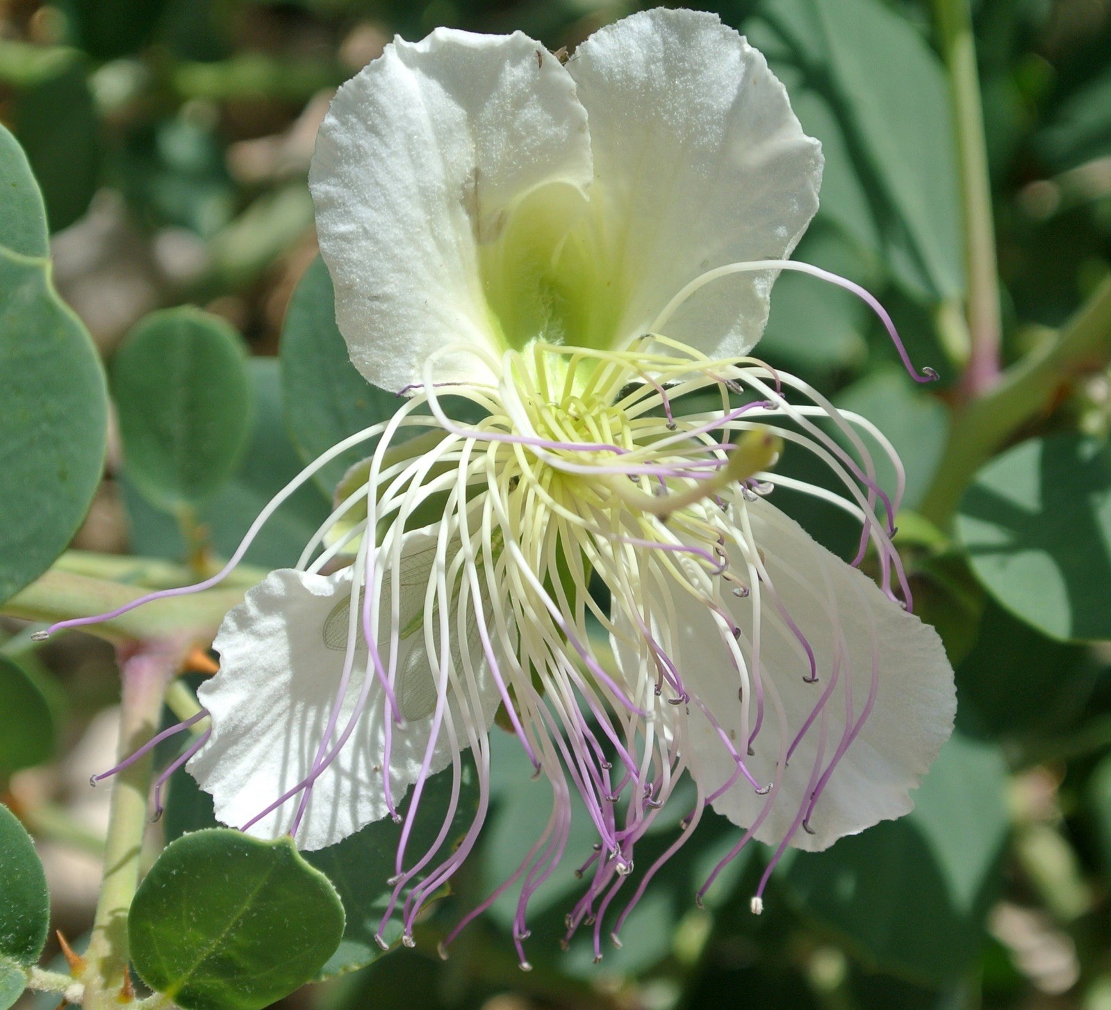 Capparis spinosa 25 Seeds – Caper Bush