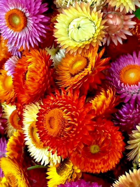 600 TALL STRAWFLOWER MIX | 2026 SALE FREE SHIPPING NON GMO