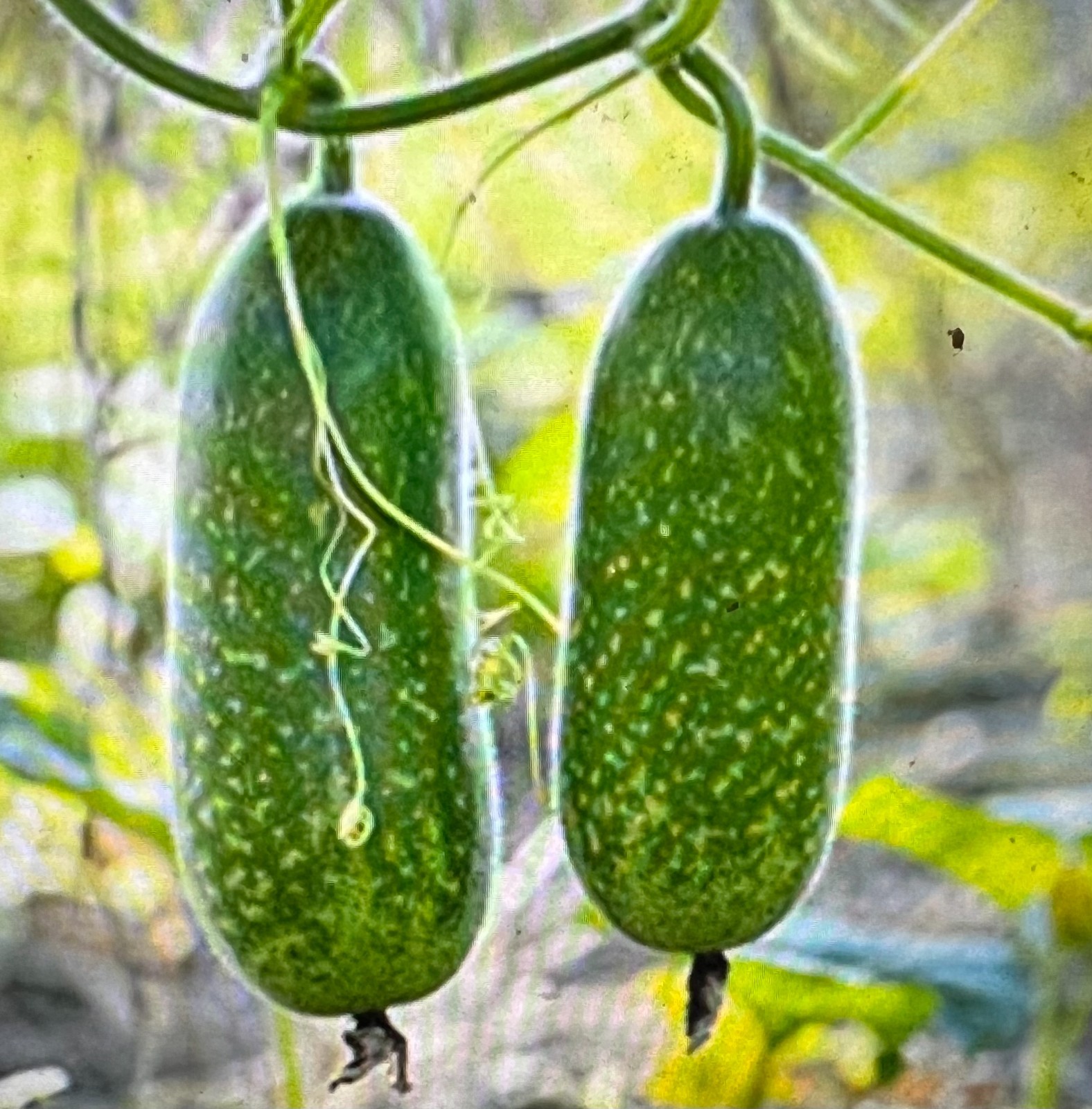 40 + WAX GOURD Winter Melon White Ash Benincasa Hispida Vegetable Seeds Bi Dao