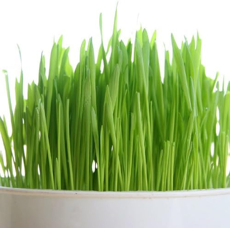 Organic Wheatgrass Seed – Certified Organic Hard Red Wheat by Powergrow (5 Pound