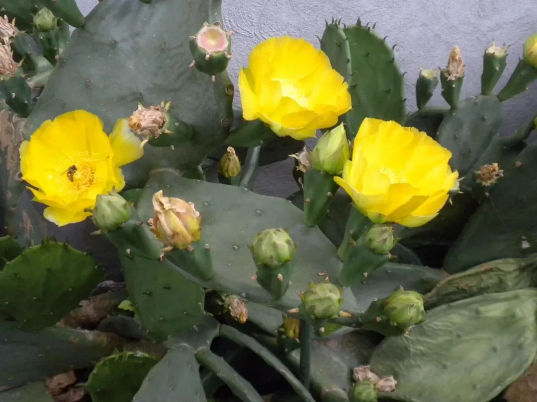 20 EASTERN PRICKLY PEAR CACTUS SEEDS – spineless, large pads -NJ cold hardy