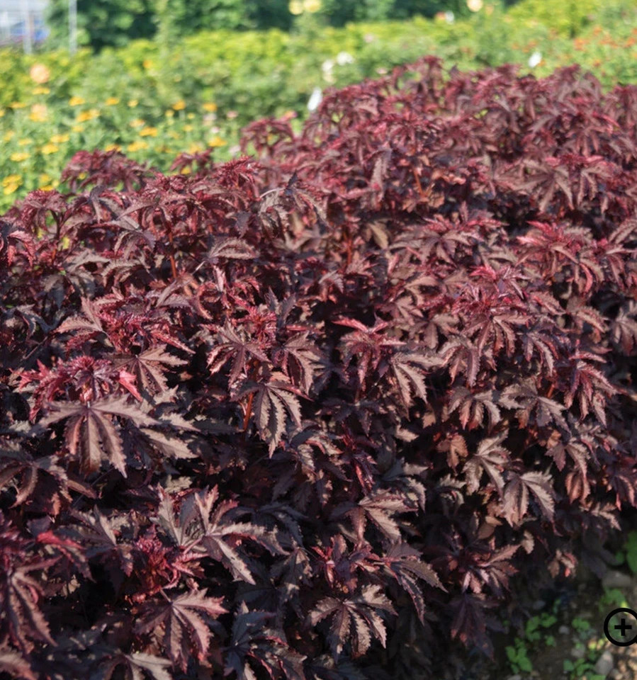 Mahogany Splendor Red Leaf Hardy Hibiscus-SMALL ROOTED STARTER Plant