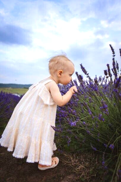 40 VERA LAVENDER SEEDS | SALE FREE SHIPPING NON GMO HEIRLOOM