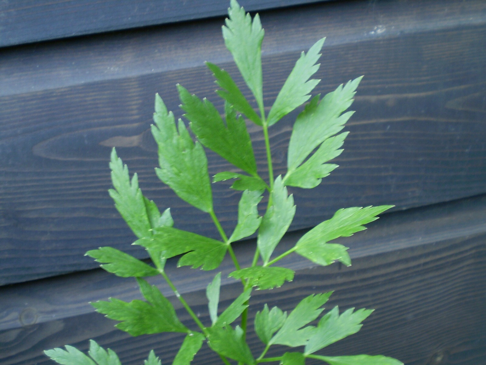 500 Lovage Seeds ~ Levisticum officinale ~ Non-GMO Heirloom Lovage