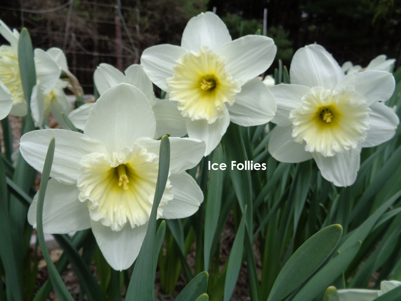 240 DAFFODIL BULBS 6 Varieties incl Pink PlsREAD Jonquils Narcissus FromMyGarden