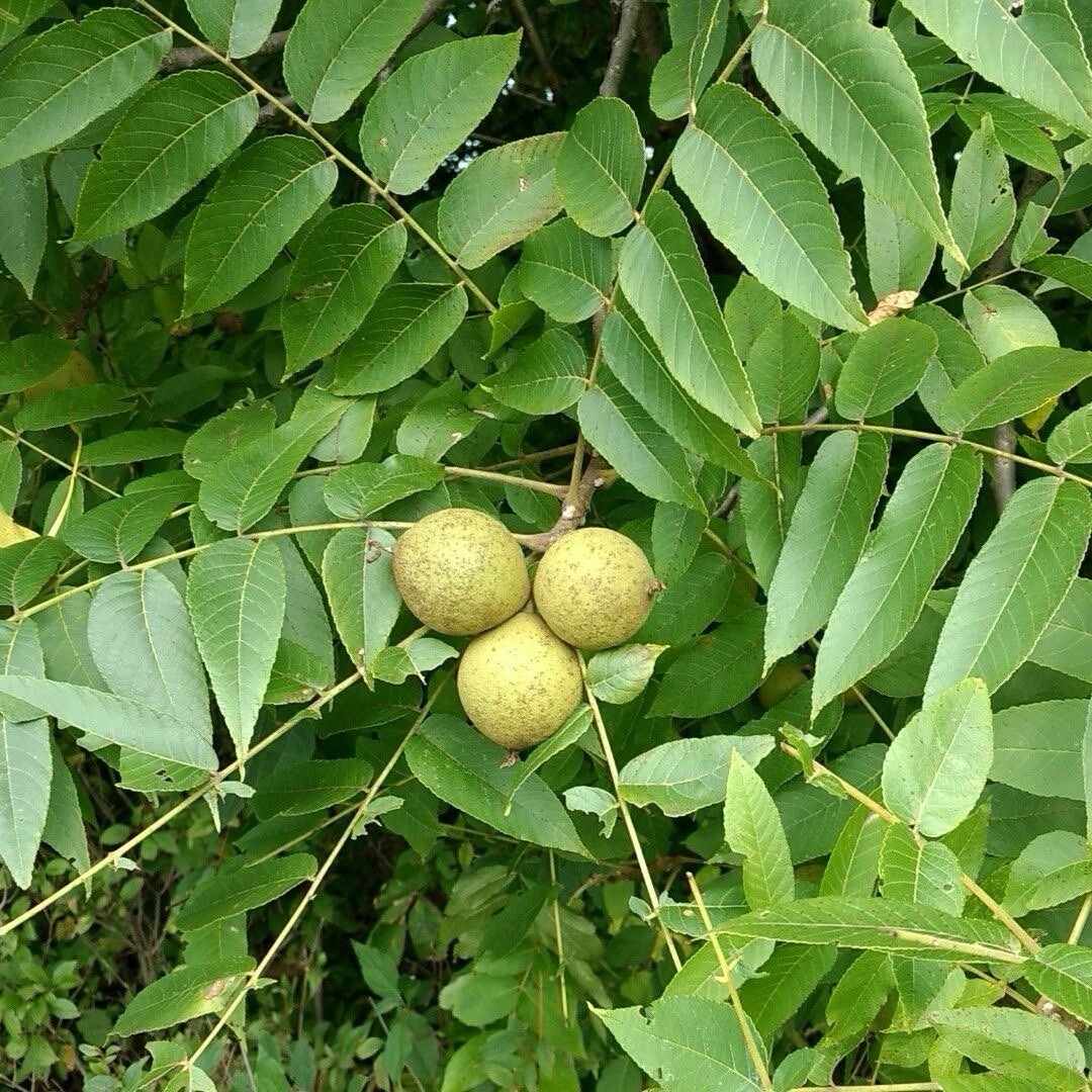 20 Dehusked Black Walnuts (Juglans Nigra) Float Tested 2024 Native