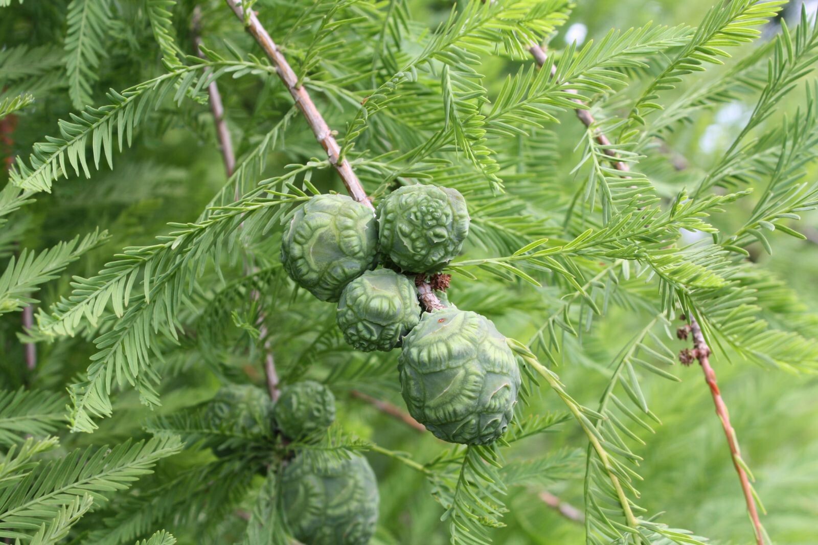 Northern Bald Cypress Tree | Premium Seeds | Taxodium distichum Summer | Plants’