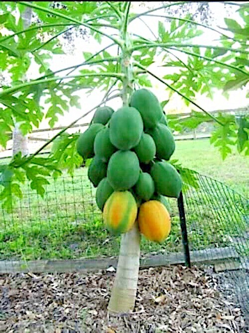 50 “DWARF SOLO WAIMANALO TREE SEEDS” (Carica Papaya) Fast Fruit Houseplant
