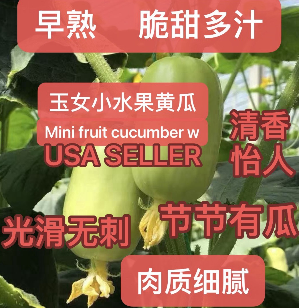 15CT F1 Mini Fruit Cucumber White Seeds Harvested In 2025. 15粒杂交玉女小水果黄瓜种子产于2025年
