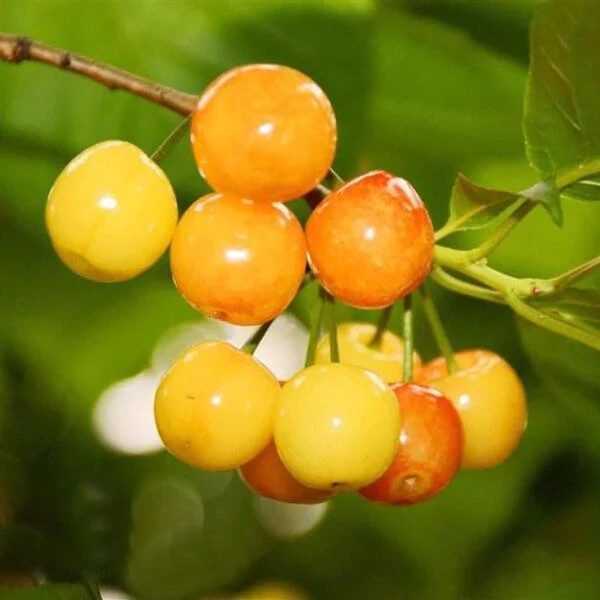 Yellow Jamaican Cherry Tree Muntingia calabura ~ Rooted Starter Plant