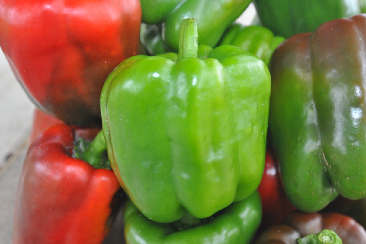 Seeds, Puerto Rico, Ají Dulce, Ají Picante, Cilantro, Recao, Pimiento Morrón